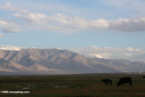 Vieh, das in einer Wiese in Tashkorgan Xinjiang