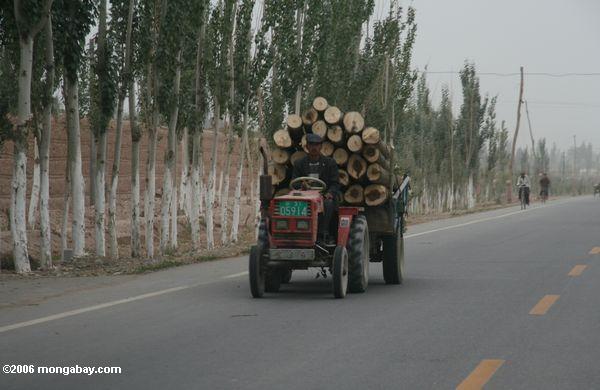 Человек за рулем трактора нести бревна возле Кашгар