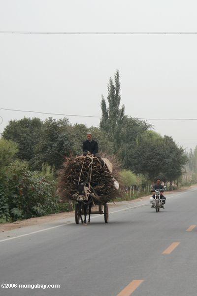 Das Sitzen auf einem Stapel der Stöcke, beim Fahren eines Esels Xinjiang