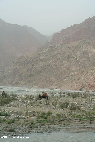 верблюде вдоль Каракорум highwau
