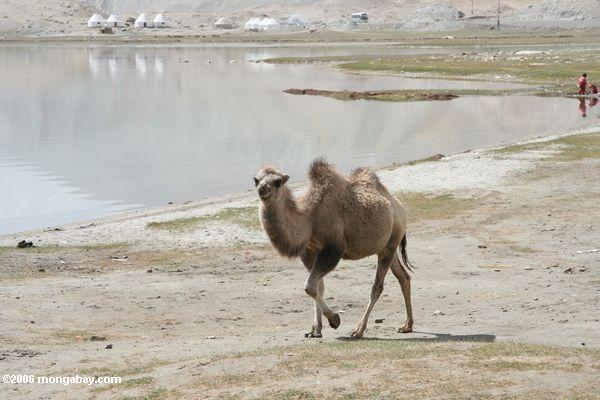 верблюда рядом с озером каракуль