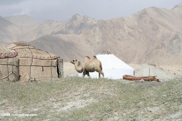 Kamel zwischen einem traditionellen yurt und einem modernen yurt am See Karakul
