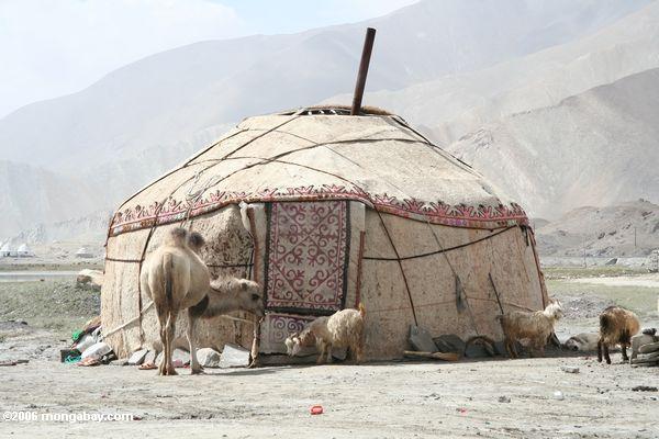 Kamel und Ziegen vor einem traditionellen yurt nahe See Karakul