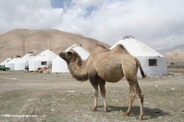 Camel standing in front of concrete yurts built bt the Chinese government 