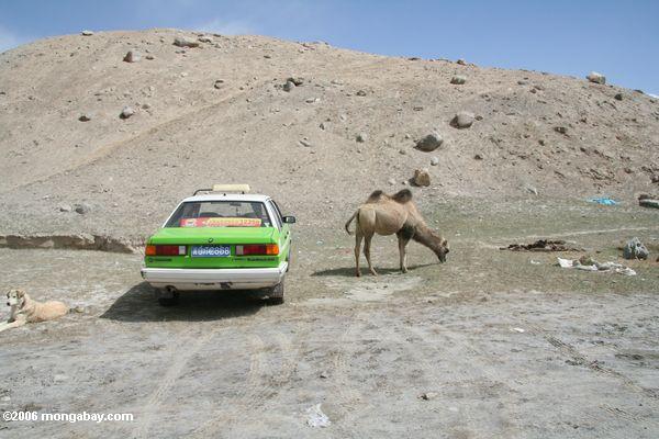 две формы китайский транспорт: такси, и верблюд