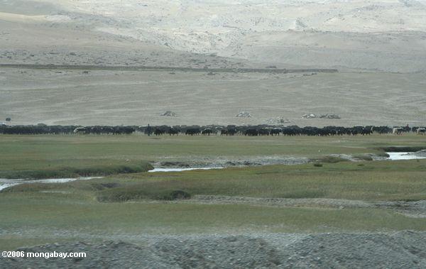 Herde von yaks entlang der Karakoram Landstraße
