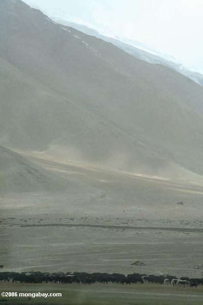 新疆のパミール高原山の中で山のふもとyaksの群れ