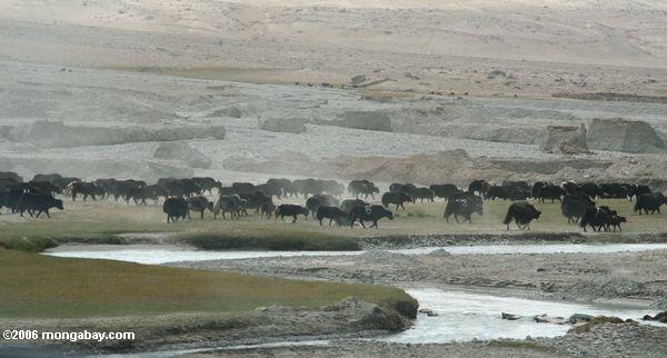 新疆では小川に沿ってyaksの群れ