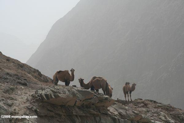 Kamele in Westchina