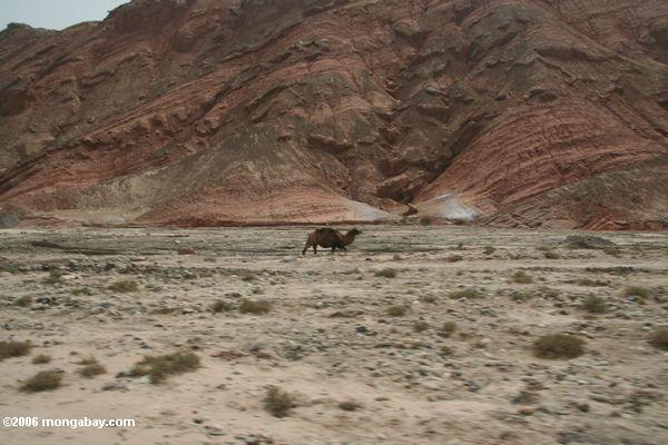 Kamel, das ein rauhes Beschädigen-wie Landschaft Xinjiang