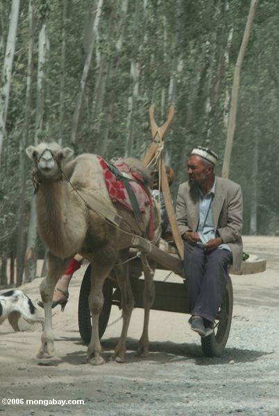 Tajik Mann in einer Kamel-gefahrenen Karre in Kusrap