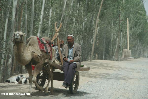 Mann in einer Kamel-gefahrenen Karre in Kusrap