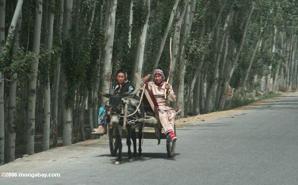 Frauen in einer Eselkarre in Kusrap