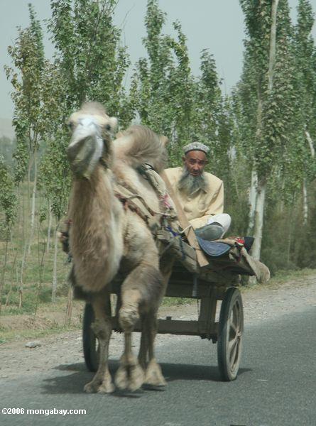 Mann, der eine Kamelkarre Xinjiang