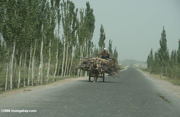 Reiten auf einer Last der Stöcke Xinjiang
