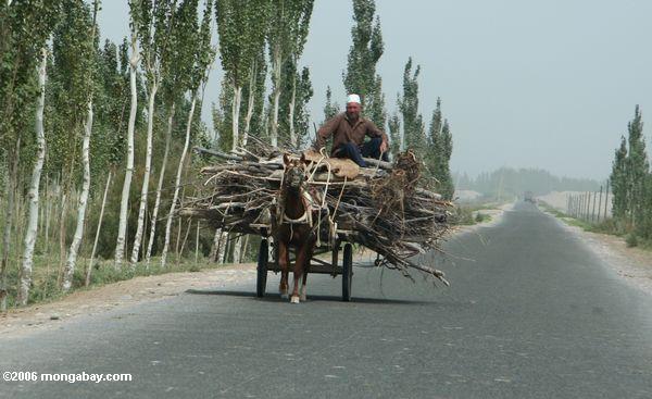 Reiten auf einer Last der Stöcke in Kusrap Xinjiang