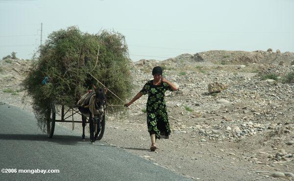 женщина, ведущая осла с заполнен корзину растительности