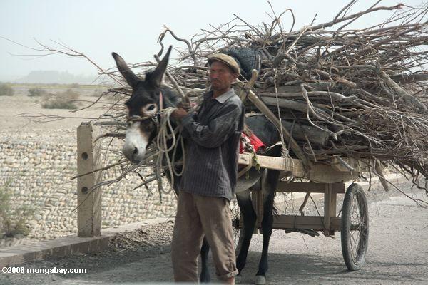 Mann mit Eselkarre in Yarkand
