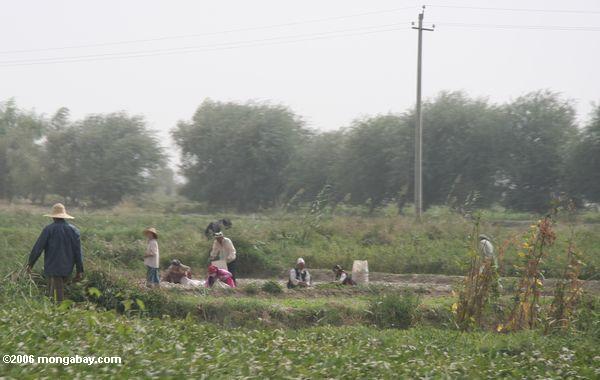 Os trabalhadores de campo da comunidade aproximam Yarkand