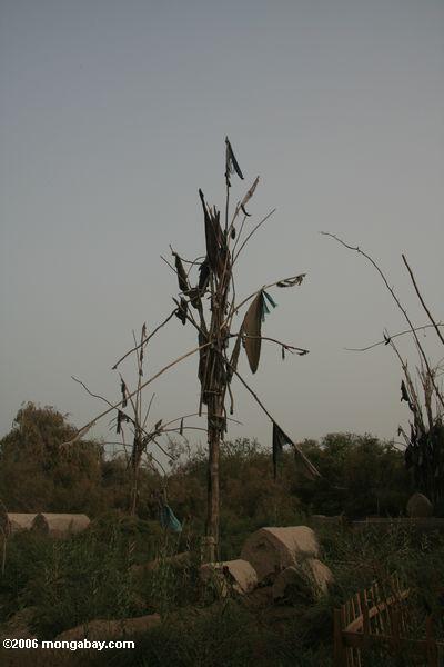 Kleidung der Toten in einem Baum am Grab der Yarkand Könige