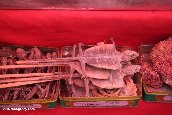 Lagarto secado en un palo a la venta en un mercado chino. Fotografía de: Rhett A. Butler.