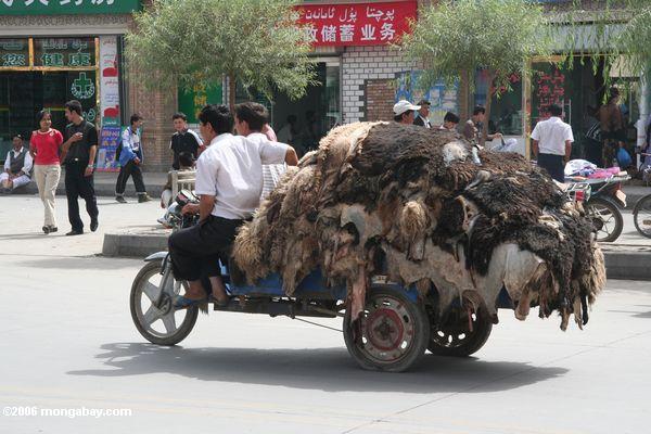 Tierpelze, die in Kashgar transportiert werden