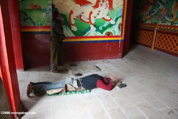 Tibetanischer Pilgrim, der am Sumtsanlang monsatery sich niederwirft
