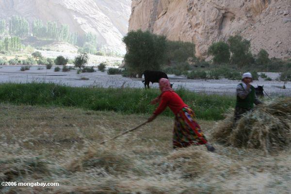 таджикская женщина raking зерна