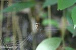 Nephila orb spider in Tayrona national park