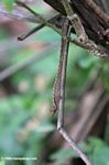 Brown anole lizard in Colombia