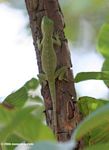 Green anole in Parque Tayrona