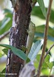 Green anole in Colombia