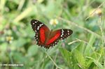 Red, black, and white butterfly - Scarlet Peacock (Anartia amathea)