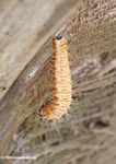 Light orange caterpillar