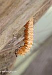 Light orange bristly caterpillar in Parque Tayrona