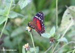 Red, black, brown, and white butterfly [co01-9097]
