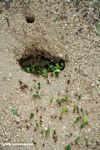 Leaf cutter ants entering their nest