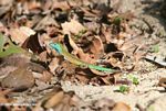 Rainbow Ameivas (Cnemidophorus deppei) in forest leaf litter in Parque Tayrona, Colombia
