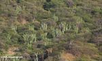 Dry forest and cactus in northern Colombia, near Taganga