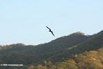 Frigate bird in flight above Taganga dry forest