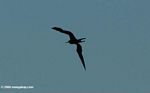Frigate bird in flight above Taganga