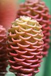 Honeycomb-shaped flower of Zingiber spectabilis