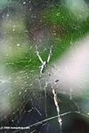 Nephila spider near Pereira, Colombia