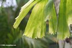 Caryota mitis  (fish tail palm)