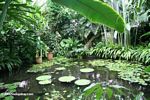 Water lily room at the Bogota Botanical Garden (Jardin Botanico)