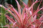 Red cactus-like bromeliad