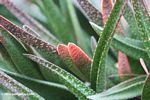 Red-tipped aloe, Gasteria maculata (also called bicolor)
