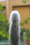 Old man cactus (Cephalocereus senilis) from Mexico - Hairy cactus