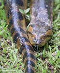 Primer plano de la Anaconda verde (Eunectes murinus); la serpiente más larga del mundo