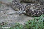 South American rattlesnake (Crotalus durissus)